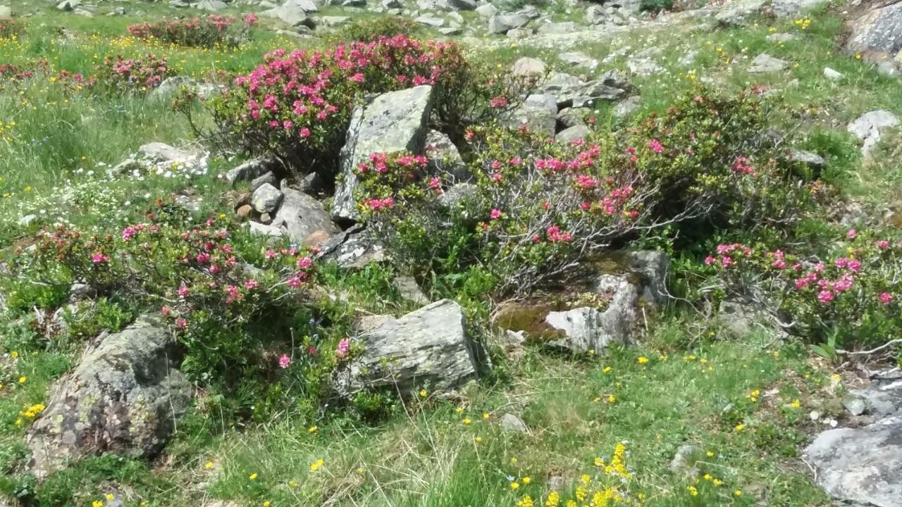 Haus Elisabeth Διαμέρισμα Mittersill Εξωτερικό φωτογραφία